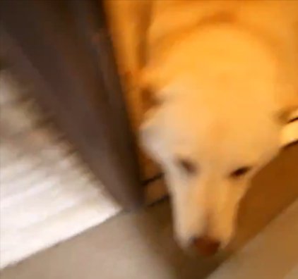 柴犬