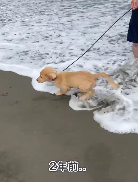 海から逃げようとしている子犬