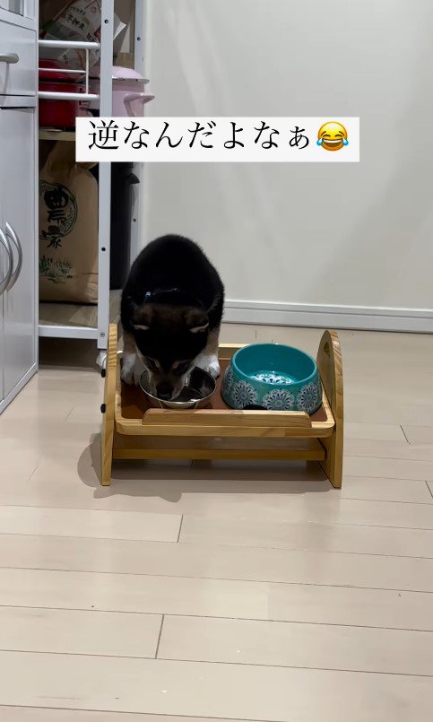 水を飲む猪之助くん2