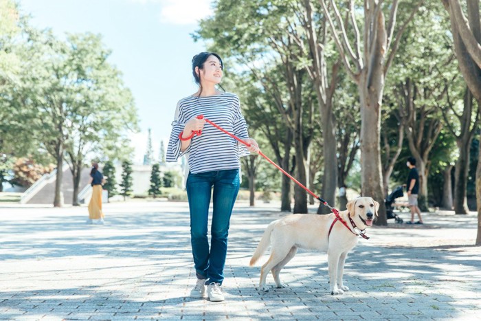 街で散歩中の犬