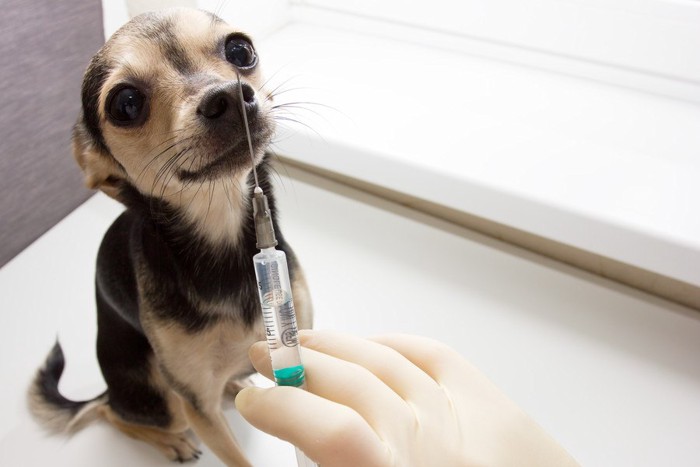 注射器と子犬