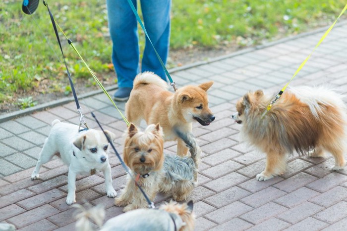 小型犬の集まり、五頭