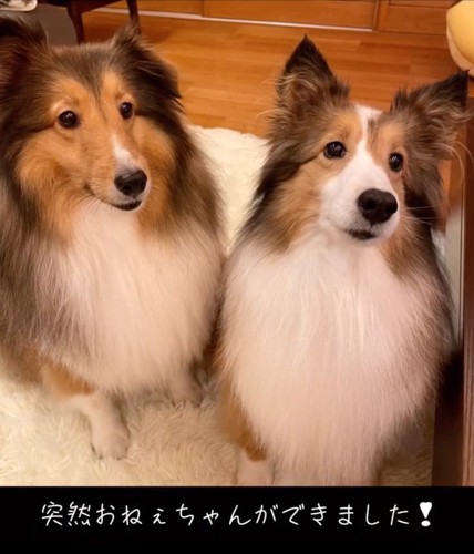 2匹のシェルティ