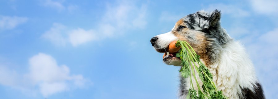 にんじんを咥えた犬と青空