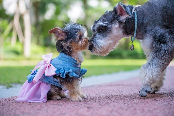 2匹の犬