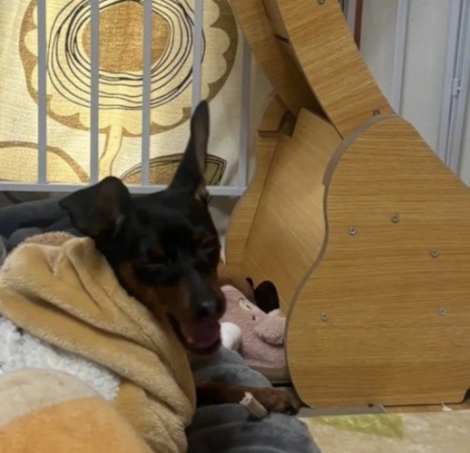 伏せてこちらを見る犬