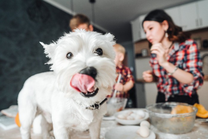 料理中の女性と舌を出す犬