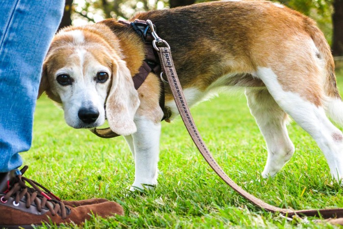 飼い主の足元に寄り添う犬