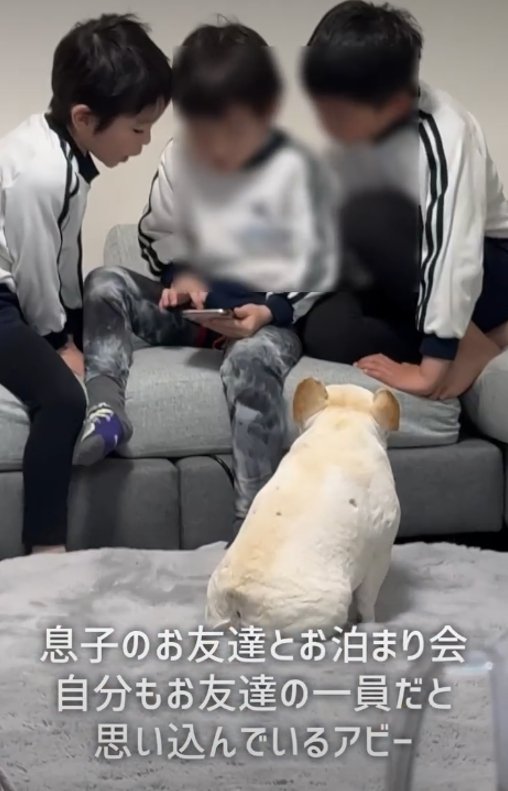 犬の後ろ姿1
