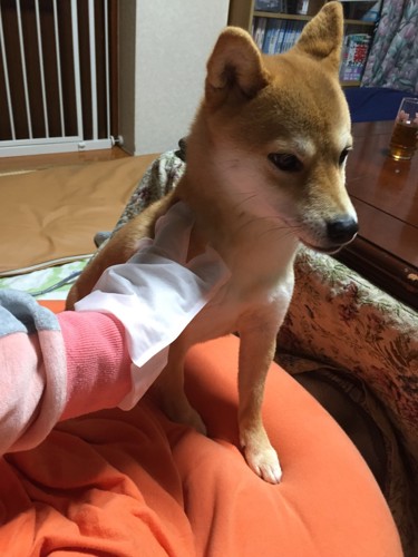 大人しく撫でられる柴犬