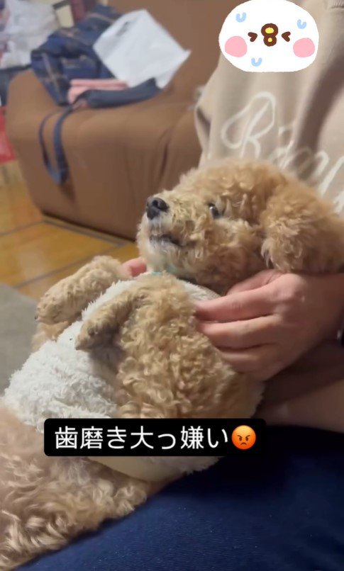 歯磨き嫌いのテンちゃんVSお母さん6