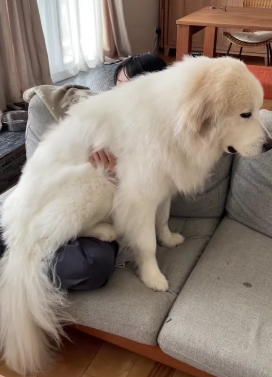 飼い主さんの膝の上！