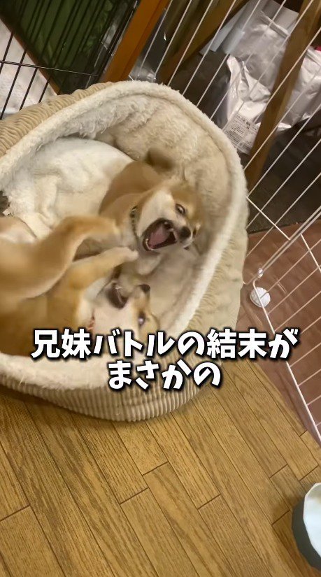 大きく口を開ける緑の首輪の子犬