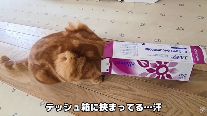 茶太郎くんが大変なことに…!