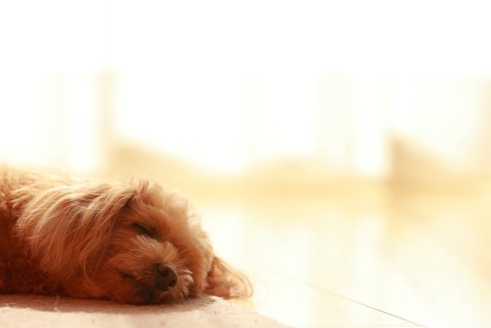 床に寝そべる犬