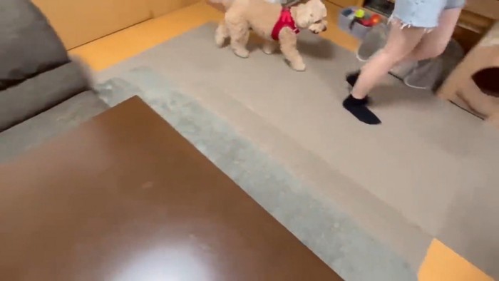 お姉ちゃんの後ろをトコトコ…