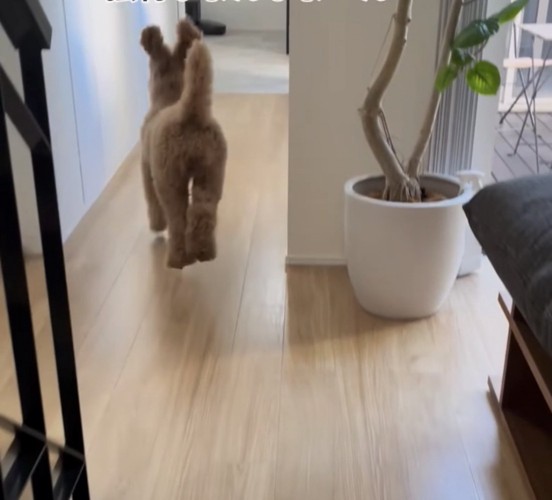 飛び跳ねる犬1