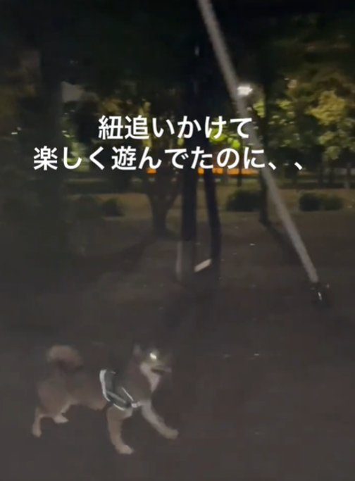 紐を見ている犬1