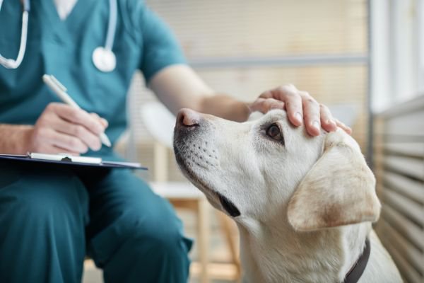 医者に頭を撫でられる犬