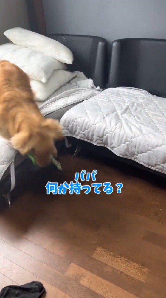 部屋の中を走り回る犬