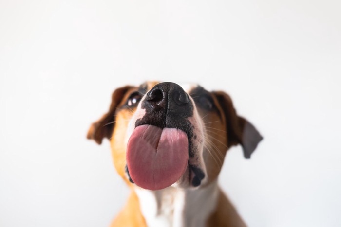 舐める犬の口元アップ