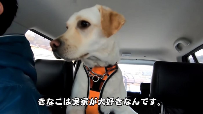 落ち着かない大型犬