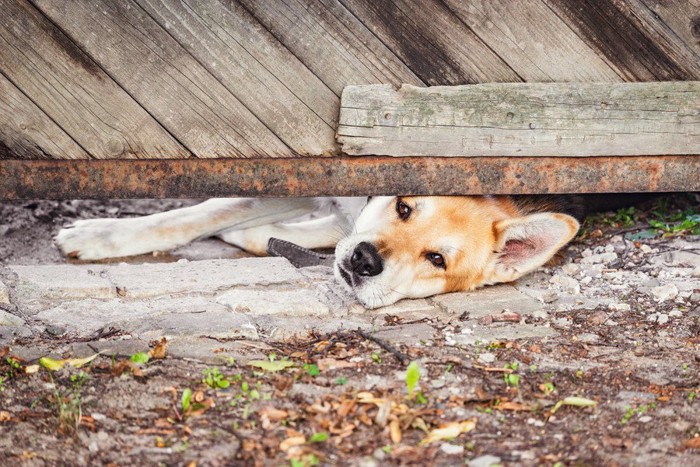 隙間から顔を出す犬