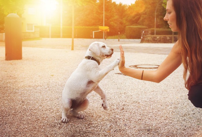 女性とハイタッチする子犬