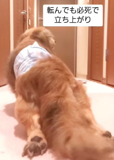 何度も立ち上がる姿に感動