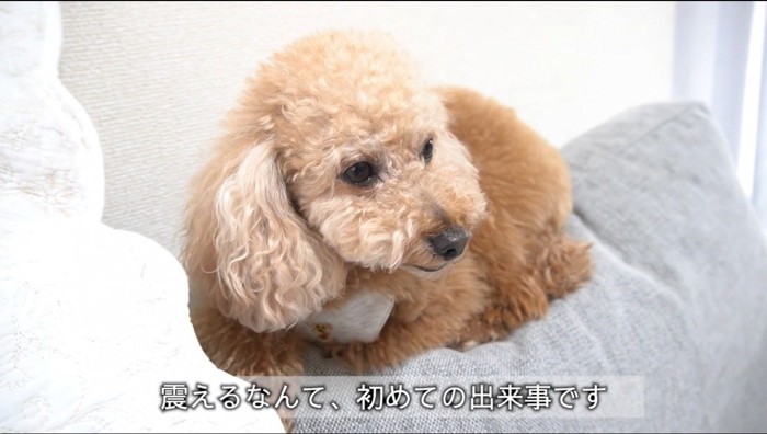 ソファーの背もたれに乗って震える犬