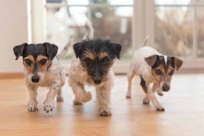 フローリングを歩く3匹の犬たち