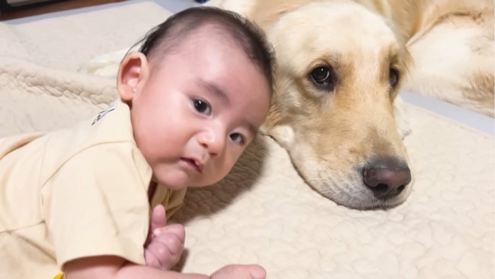 赤ちゃんと寄り添う犬