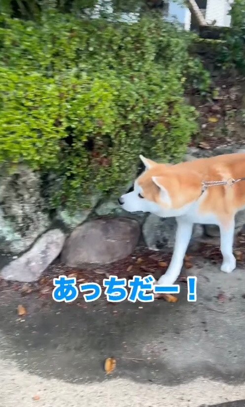 走り出す秋田犬