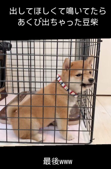 ケージをカプリ！
