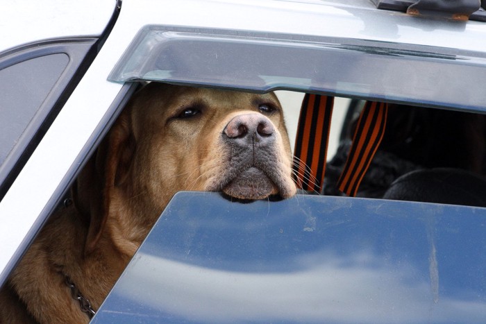 窓の開いた車に乗る犬