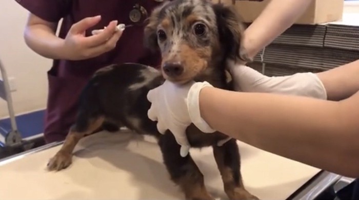 注射の直前の犬
