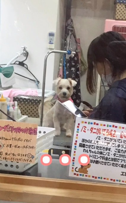 サロンにきた茶々ちゃん