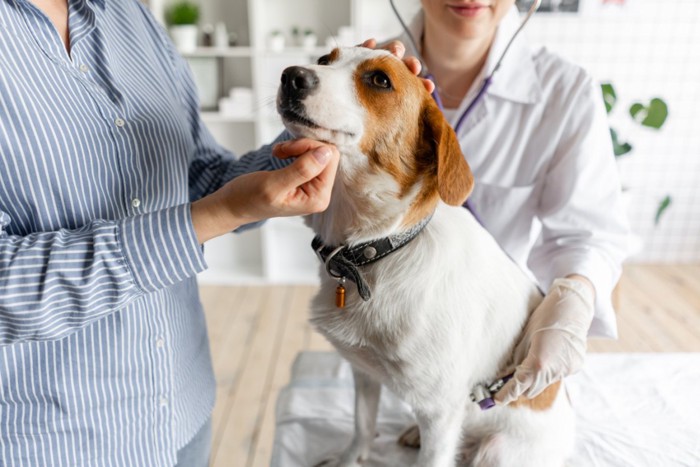 聴診器を当てられる犬