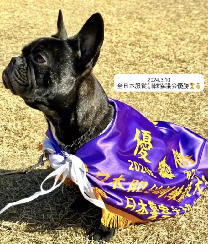 優勝総なめ