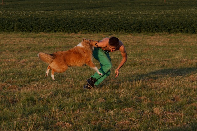 犯人に飛びつくコリー