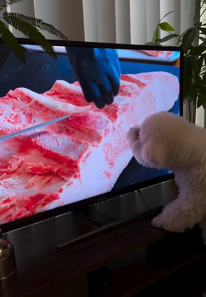 「お肉食べたい~」