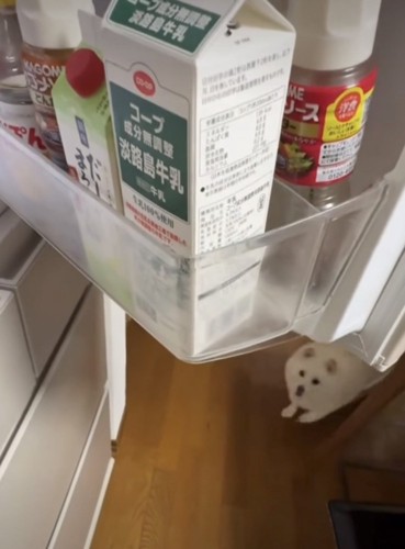 近づいてくる犬