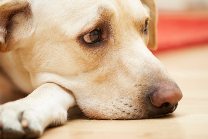 悲しそうに床に伏せる犬