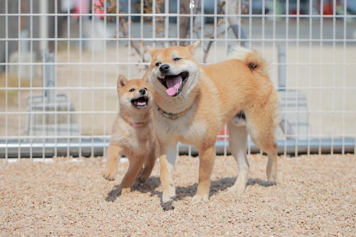 一緒に遊ぶ柴犬の子犬と成犬