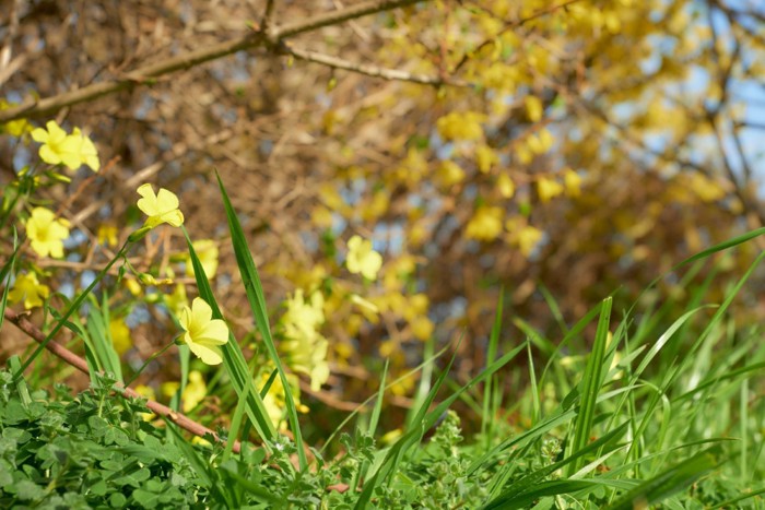 オオキバナカタバミ