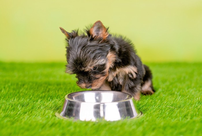 食器を見つめる子犬