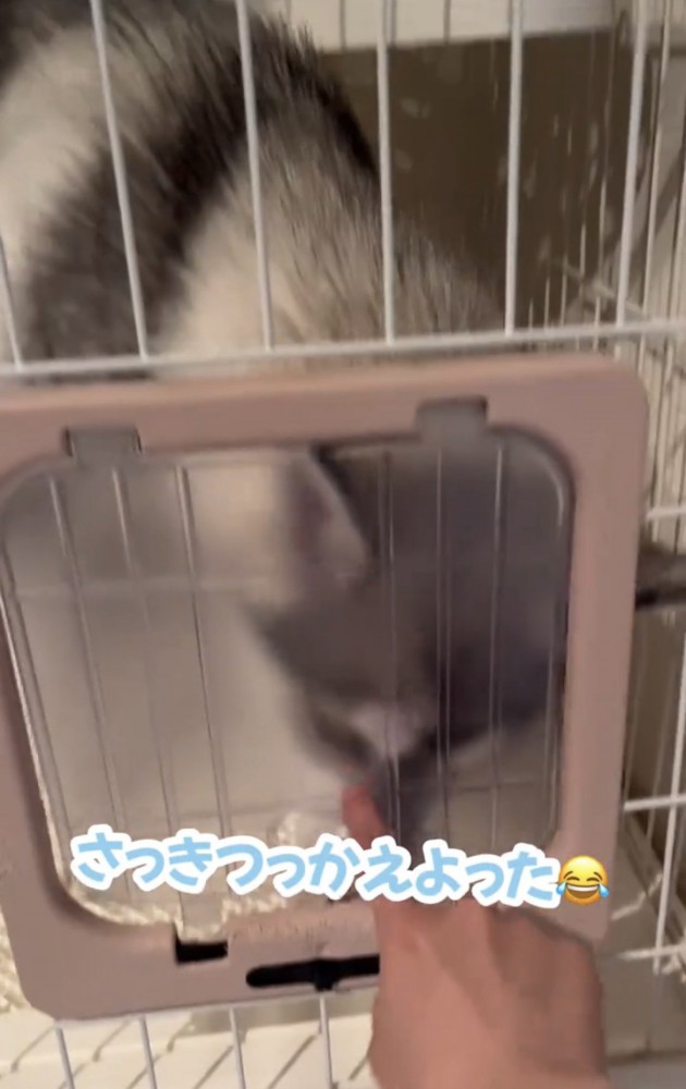 扉越しに鼻を寄せる犬