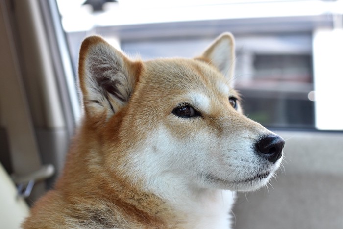 車の中の柴犬の顔アップ