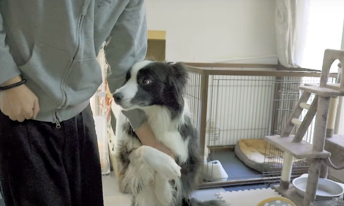 人に飛びつく犬