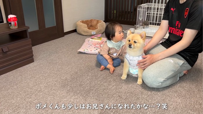 遠くを見つめる犬